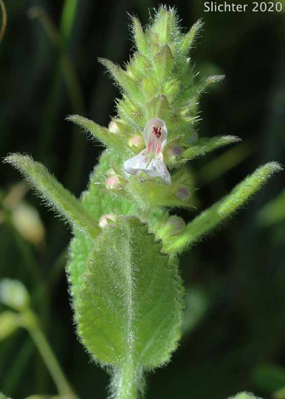 Rigid Betony, Rigid Hedgenettle, Rigid Hege-nettle, Rough Hedge-nettle: Stachys rigida (Synonyms: Stachys ajugoides, Stachys ajugoides var. ajugoides, Stachys ajugoides var. rigida, Stachys ciliata, Stachys rigida ssp. quercetorum, Stachys rigida ssp. rigida, Stachys rigida ssp. rivularis, Stachys rigida var. quercetorum, Stachys rigida var. rigida)