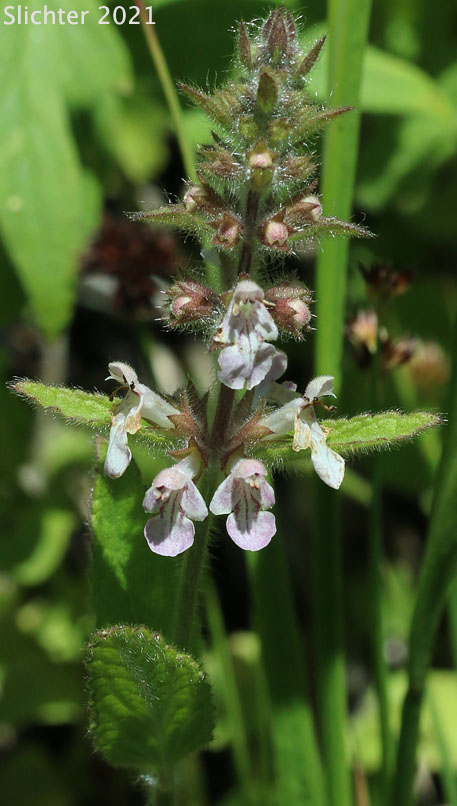 Rigid Betony, Rigid Hedgenettle, Rigid Hege-nettle, Rough Hedge-nettle: Stachys rigida (Synonyms: Stachys ajugoides, Stachys ajugoides var. ajugoides, Stachys ajugoides var. rigida, Stachys ciliata, Stachys rigida ssp. quercetorum, Stachys rigida ssp. rigida, Stachys rigida ssp. rivularis, Stachys rigida var. quercetorum, Stachys rigida var. rigida)
