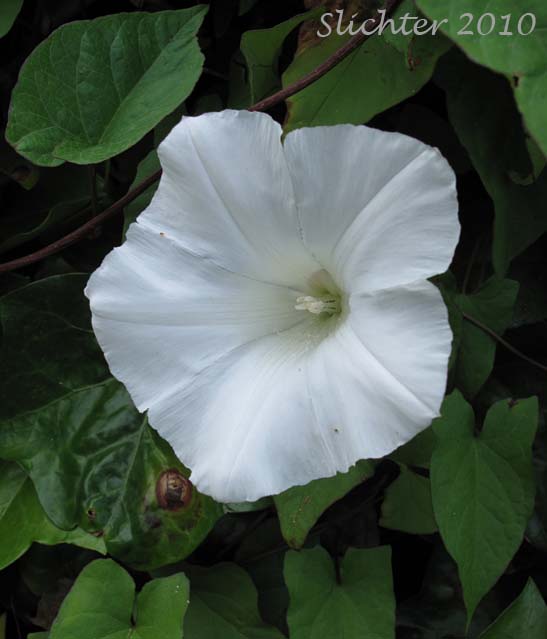 Flower of Hedge Bindweed, Lady's Nightcap: Calystegia sepium ssp. angulata (Synonyms: Calystegia sepium var. angulata, Calystegia sepium ssp. communis, Convolvulus repens, Convolvulus sepium, Convolvulus sepium var. repens)
