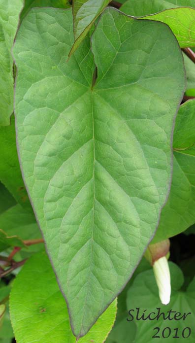 Leaf of Angled Bindweed, False Hedge Bindweed, Hedge Bindweed, Lady's Nightcap, Large Bindweed: Calystegia sepium ssp. angulata (Synonyms: Calystegia sepium var. angulata, Calystegia sepium ssp. communis, Convolvulus repens, Convolvulus sepium, Convolvulus sepium var. repens)