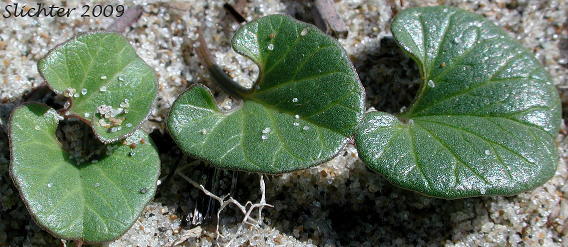 Beach Morning Glory, Beach Morning-glory, Coast Morning-glory, Seashore False Bindweed, Seashore Morning Glory, Seaside Morning-glory: Calystegia soldanella (Synonym: Convolvulus soldanella)