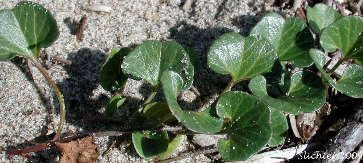 Beach Morning Glory, Beach Morning-glory, Coast Morning-glory, Seashore False Bindweed, Seashore Morning Glory, Seaside Morning-glory: Calystegia soldanella (Synonym: Convolvulus soldanella)
