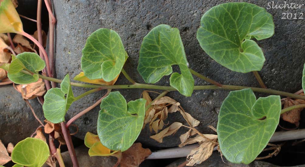 Beach Morning Glory, Beach Morning-glory, Coast Morning-glory, Seashore False Bindweed, Seashore Morning Glory, Seaside Morning-glory: Calystegia soldanella (Synonym: Convolvulus soldanella)