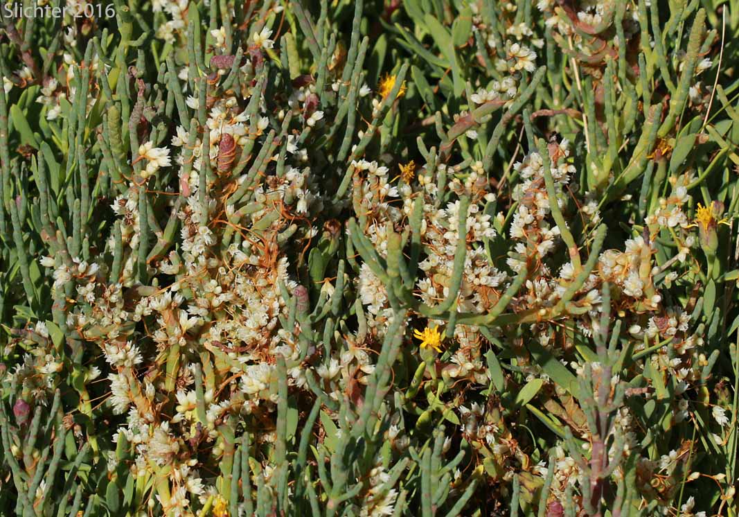 Alkali Dodder, Pacific Salt Marsh Dodder, Salicornia Dodder, Salt Marsh Dodder: Cuscuta pacifica (Synonyms: Cuscuta salina, Cuscuta salina var. major, Cuscuta salina var. salina, Cuscuta subinclusa, Cuscuta subinclusa var. abbreviata)
