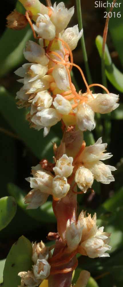 Alkali Dodder, Pacific Salt Marsh Dodder, Salicornia Dodder, Salt Marsh Dodder: Cuscuta pacifica (Synonyms: Cuscuta salina, Cuscuta salina var. major, Cuscuta salina var. salina, Cuscuta subinclusa, Cuscuta subinclusa var. abbreviata)