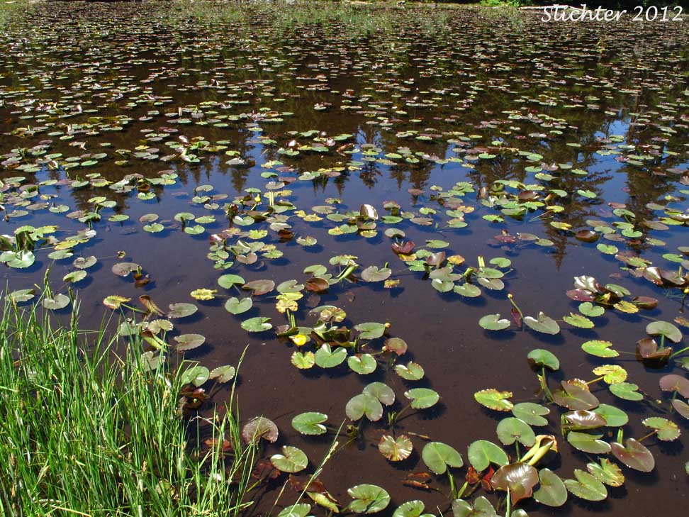 Rocky Mountain Pond-lily, Spatterdock, Wakas, Yellow Pond Lily, Yellow Water-lily: Nuphar polysepala (Synonyms: Nuphar lutea, Nuphar lutea ssp. polysepala, Nuphar polysepalum, Nymphaea polysepala, Nymphozanthus polysepalus)