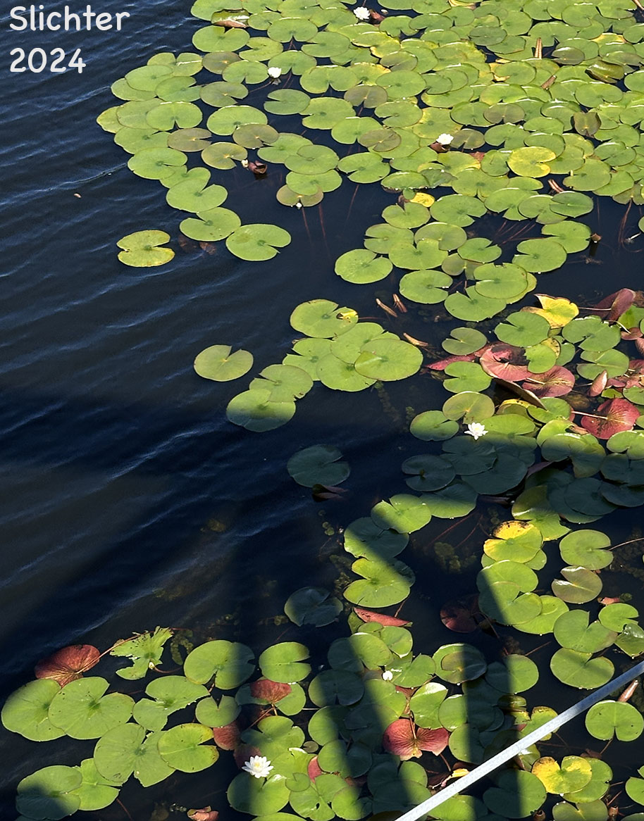 American Water-lily, American White Waterlily, Fragrant Water Lily, White Water Lily: Nymphaea odorata ssp. odorata (Synonyms: Castalia lekophylla, Castalia minor, Castalia odorata, Castalia reniformis, Nymphaea minor, Nymphaea odorata var. gigantea, Nymphaea odorata var. godfreyi, Nymphaea odorata var. minor, Nymphaea odorata var. rosea, Nymphaea odorata var. stenophetala, Nymphaea odorata var. villosa)