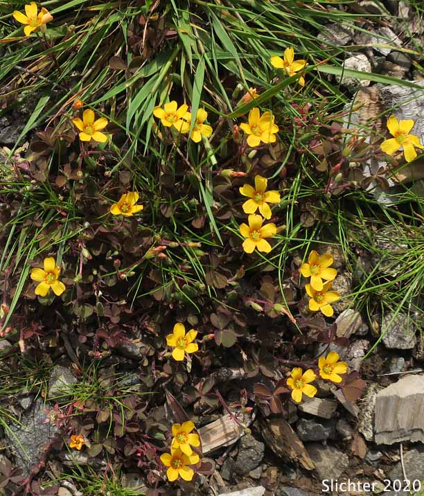 Creeping Yellow Wood Sorrel, Creeping Yellow Wood-sorrel, Creeping Wood-sorrel: Oxalis corniculata (Synonym: Oxalis violacea