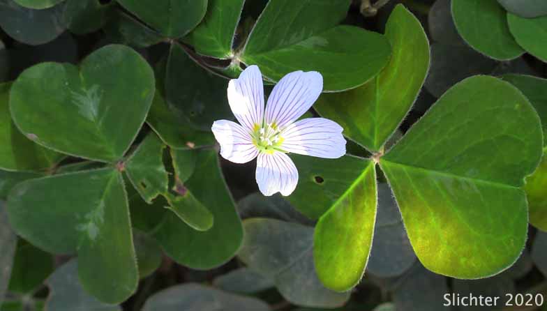 Oregon Wood Sorrel, Redwood Sorrel, Redwood-sorrel, Sour Grass: Oxalis oregana (Synonyms: Oxalis oregana var. oregana, Oxalis oregana var. smallii)