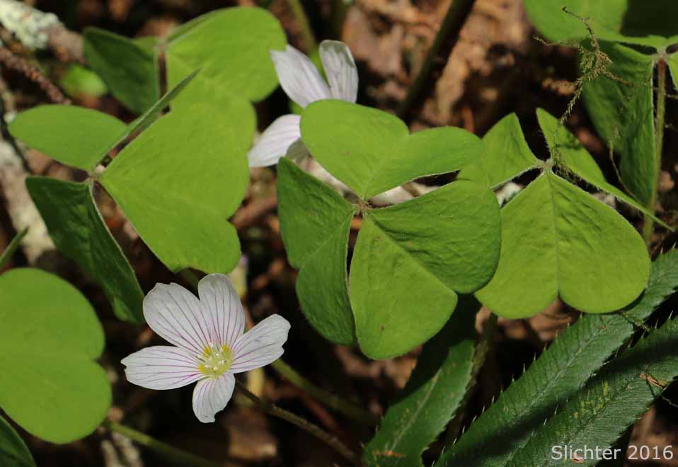 Oregon Wood Sorrel, Redwood Sorrel, Redwood-sorrel, Sour Grass: Oxalis oregana (Synonyms: Oxalis oregana var. oregana, Oxalis oregana var. smallii)