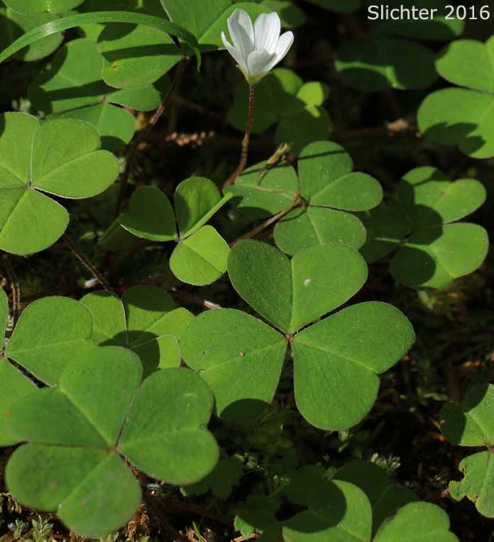 Oregon Wood Sorrel, Redwood Sorrel, Redwood-sorrel, Sour Grass: Oxalis oregana (Synonyms: Oxalis oregana var. oregana, Oxalis oregana var. smallii)