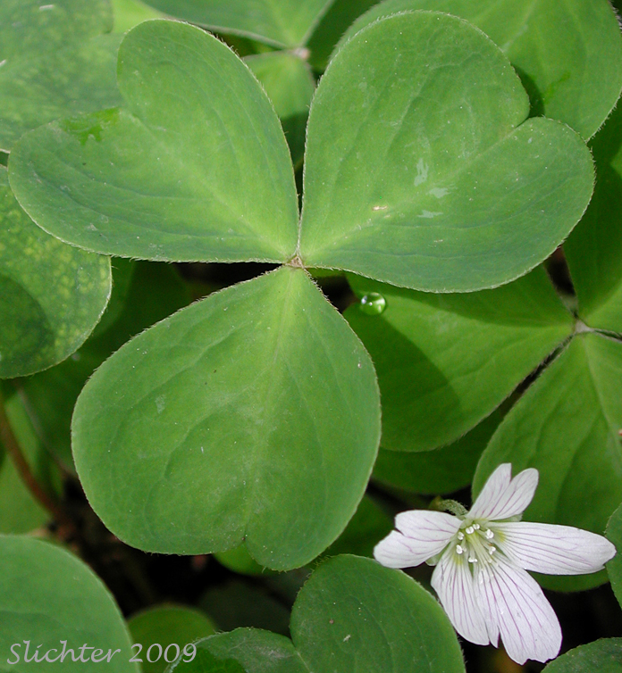 Oregon Wood Sorrel, Redwood Sorrel, Redwood-sorrel, Sour Grass: Oxalis oregana (Synonyms: Oxalis oregana var. oregana, Oxalis oregana var. smallii)