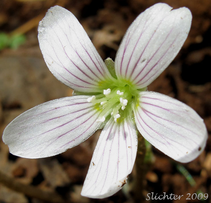 Flower of Oregon Wood Sorrel, Redwood Sorrel, Redwood-sorrel, Sour Grass: Oxalis oregana (Synonyms: Oxalis oregana var. oregana, Oxalis oregana var. smallii)