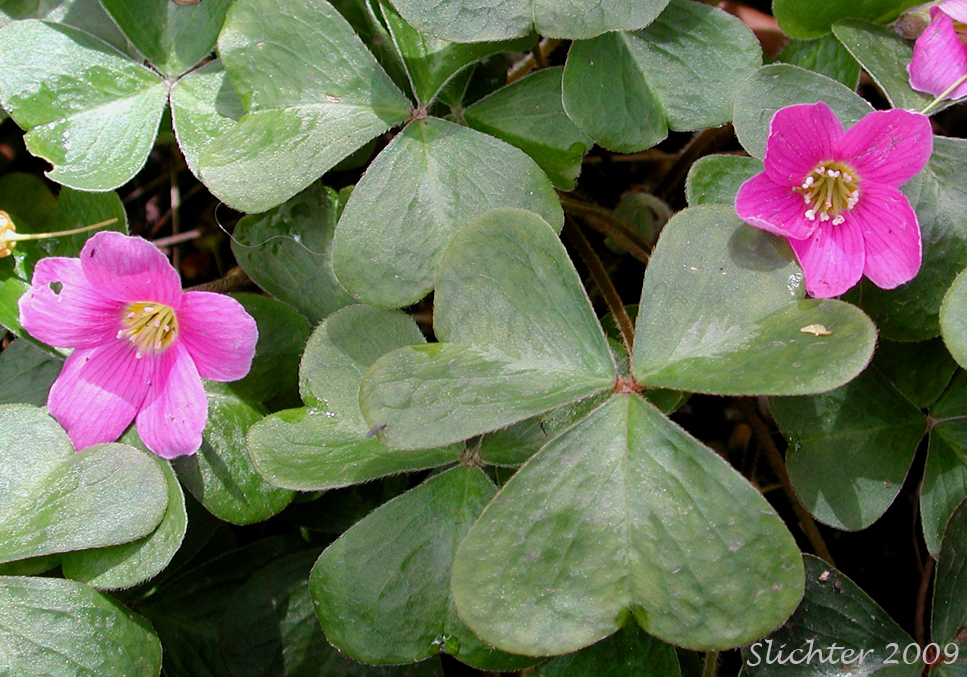 Oregon Wood Sorrel, Redwood Sorrel, Redwood-sorrel, Sour Grass: Oxalis oregana