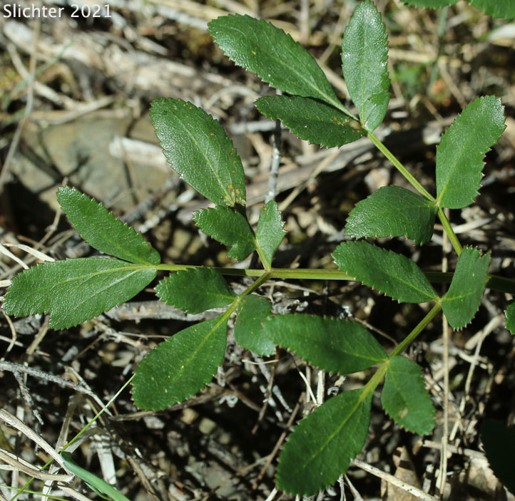 Lyall's Angelica, Sharptooth Angelica, Sharp-tooth Angelica, Shining Angelica: Angelica arguta (Synonyms: Angelica lyallii, Angelica piperi)