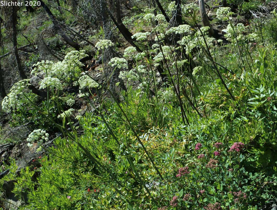 Lyall's Angelica, Sharptooth Angelica, Sharp-tooth Angelica, Shining Angelica: Angelica arguta (Synonyms: Angelica lyallii, Angelica piperi)