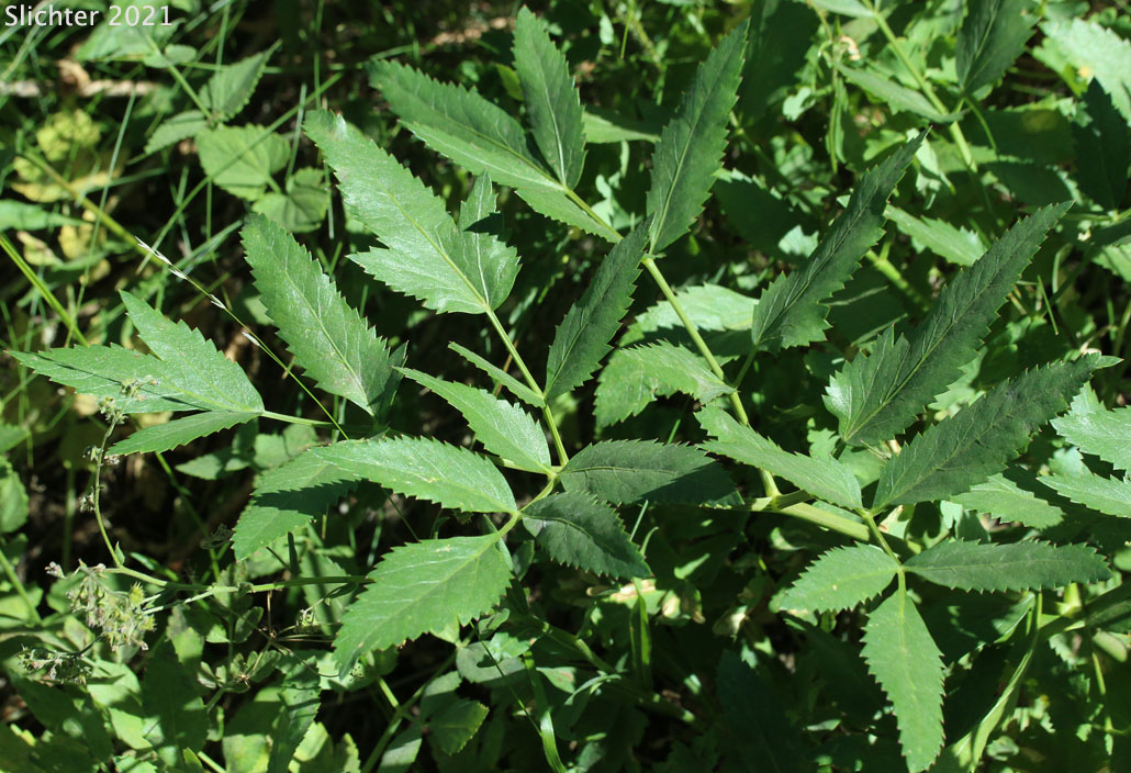 Lyall's Angelica, Sharptooth Angelica, Sharp-tooth Angelica, Shining Angelica: Angelica arguta (Synonyms: Angelica lyallii, Angelica piperi)