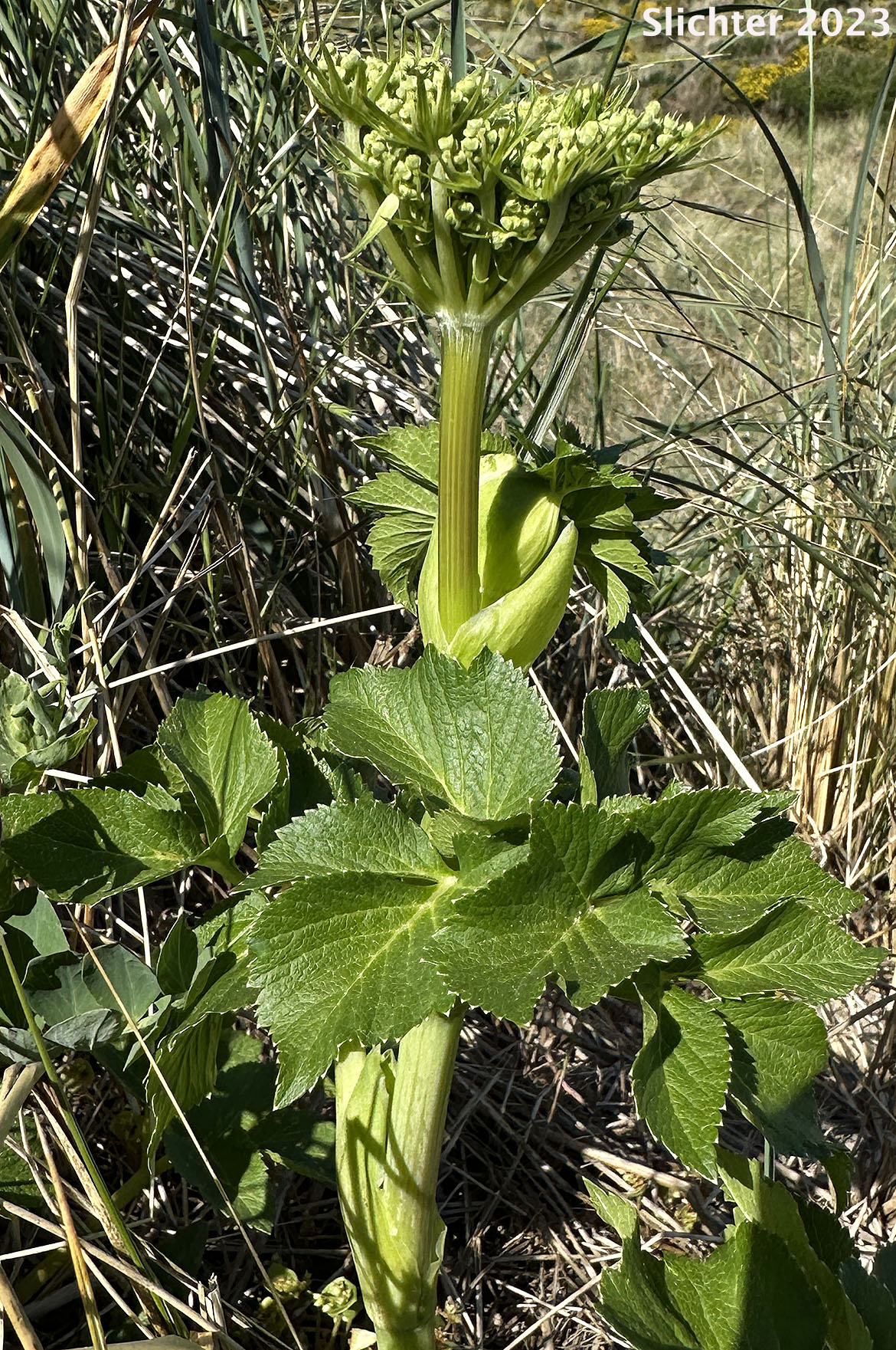 Sea Watch, Sea-watch, Seacoast Angelica: Angelica lucida (Synonyms: Coelopleurum actaeifolium, Coelopleurum gmelinii, Coelopleurum longipes, Coelopleurum lucida, Coelopleurum lucidum, Coelopleurum lucidum ssp. gmelinii, Coelopleurum maritimum)