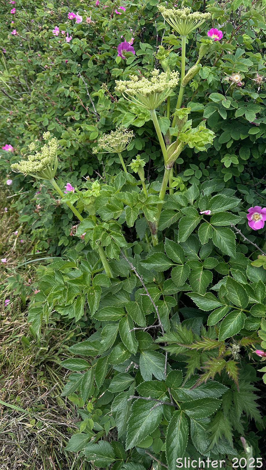 Sea Watch, Sea-watch, Seacoast Angelica: Angelica lucida (Synonyms: Coelopleurum actaeifolium, Coelopleurum gmelinii, Coelopleurum longipes, Coelopleurum lucida, Coelopleurum lucidum, Coelopleurum lucidum ssp. gmelinii, Coelopleurum maritimum)
