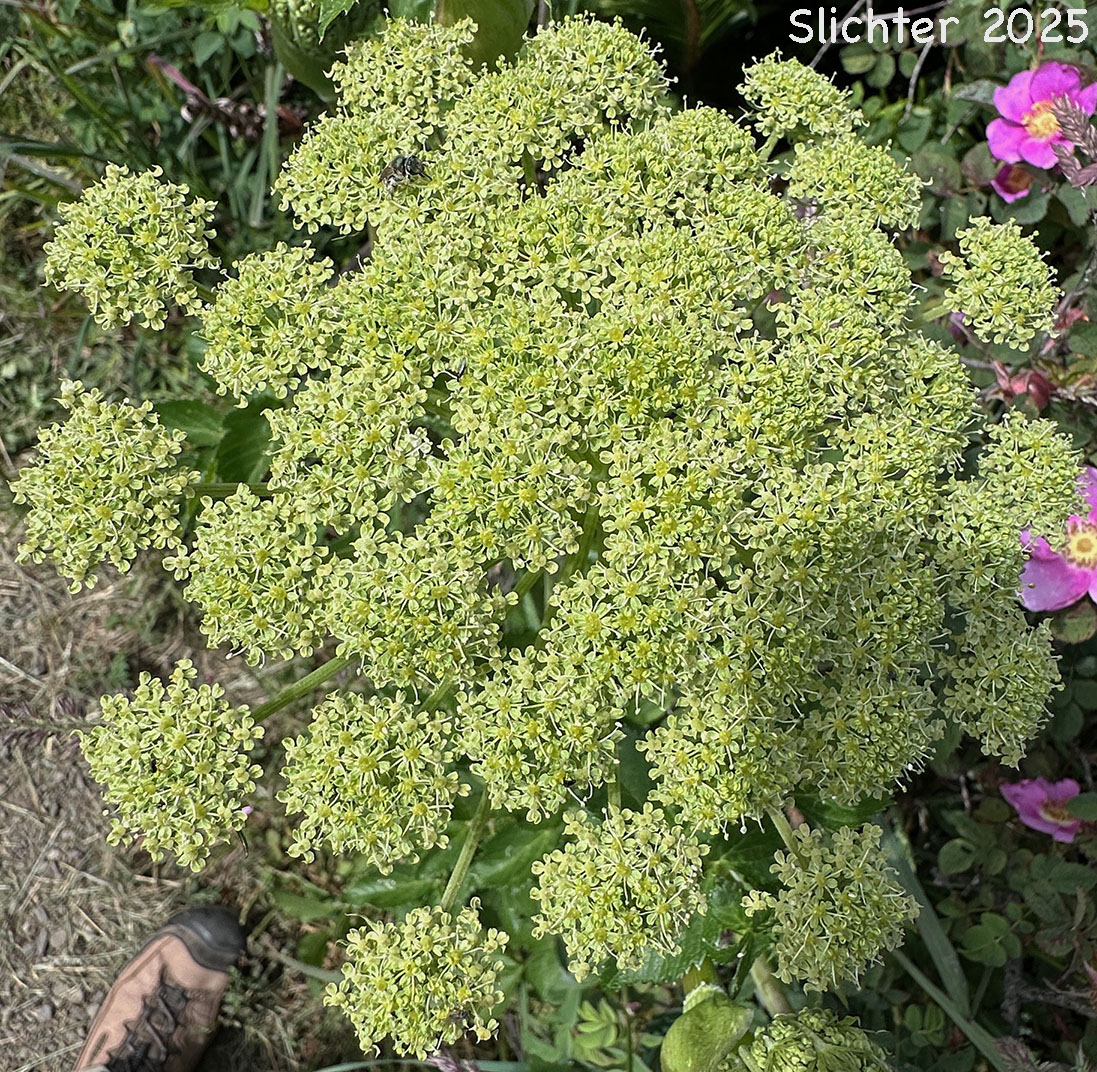 Umbel of Sea Watch, Sea-watch, Seacoast Angelica: Angelica lucida (Synonyms: Coelopleurum actaeifolium, Coelopleurum gmelinii, Coelopleurum longipes, Coelopleurum lucida, Coelopleurum lucidum, Coelopleurum lucidum ssp. gmelinii, Coelopleurum maritimum)