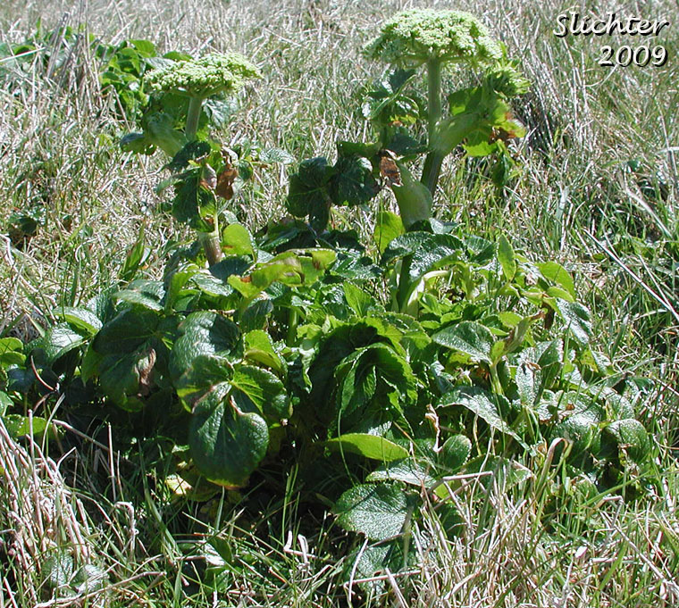 Sea Watch, Sea-watch, Seacoast Angelica: Angelica lucida (Synonyms: Coelopleurum actaeifolium, Coelopleurum gmelinii, Coelopleurum longipes, Coelopleurum lucida, Coelopleurum lucidum, Coelopleurum lucidum ssp. gmelinii, Coelopleurum maritimum)