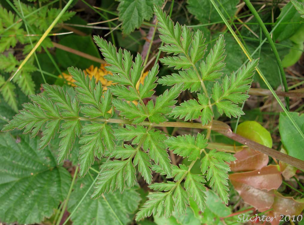 Basal leaf of Pacific Hemlock Parsley, Pacific Hemlock-parsley: Conioselinum pacificum (Synonyms: Conioselinium chinense, Conioselinium gmelinii, Selinum pacificum)