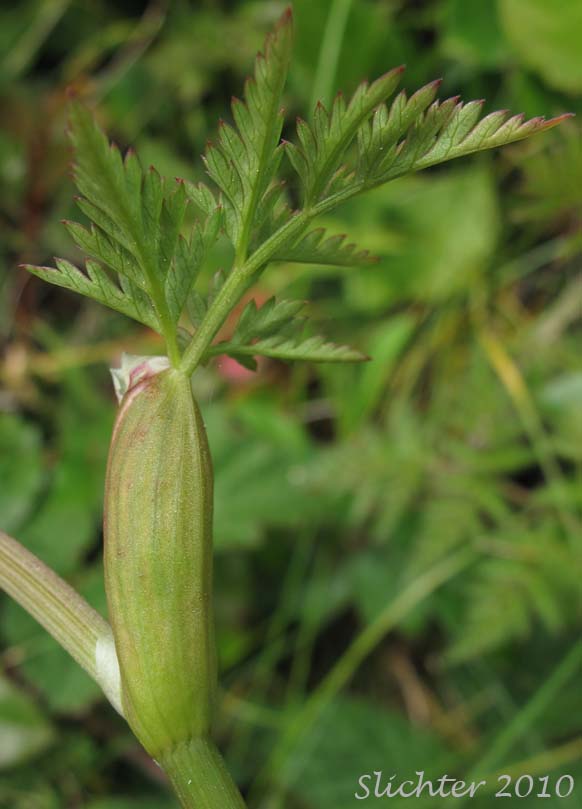 Stem leaf of Pacific Hemlock Parsley, Pacific Hemlock-parsley: Conioselinum pacificum (Synonyms: Conioselinium chinense, Conioselinium gmelinii, Selinum pacificum)