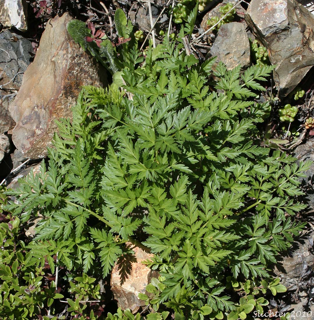 Pacific Hemlock Parsley, Pacific Hemlock-parsley: Conioselinum pacificum (Synonyms: Conioselinium chinense, Conioselinium gmelinii, Selinum pacificum)