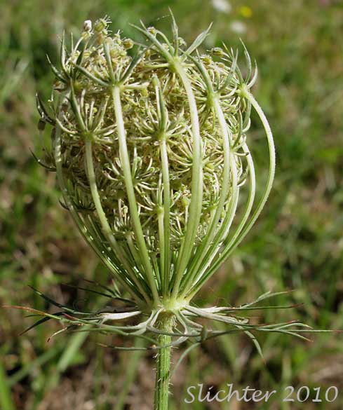 Inflorescence of Queen Anne's-lace, Queen Anne's Lace, Wild Carrot: Daucus carota (Synonyms: Daucus carota ssp. carota, Daucus carota ssp. sativus)