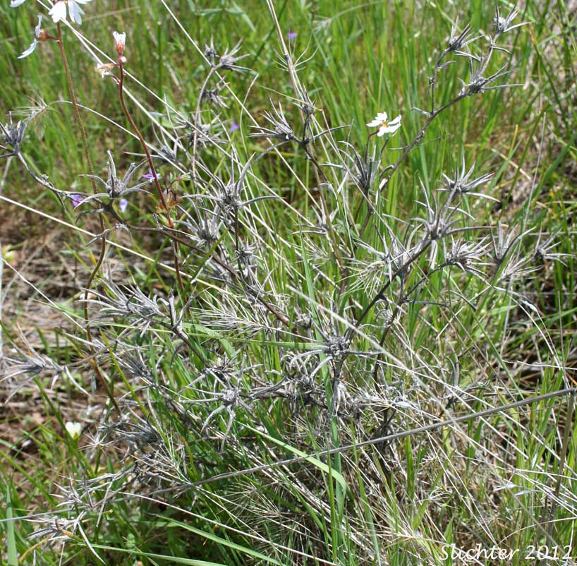 Oregon Eryngo, Coyote Thistle, Rushleaf Eryngo, Rush-leaf Eryngo: Eryngium petiolatum (Synonym: Eryngium petiolatum var. juncifolium)