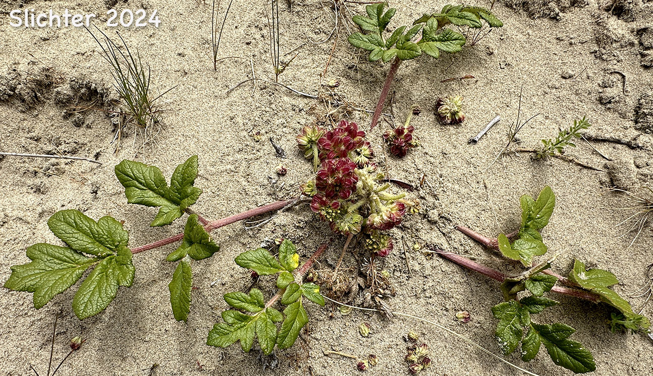American Glehnia, American Silvertop, Beach Silvertop: Glehnia littoralis ssp. leiocarpa (Synonyms: Cymopterus littoralis, Glehnia littoralis ssp. leiocarpa, Glehnia littoralis var. leiocarpa)