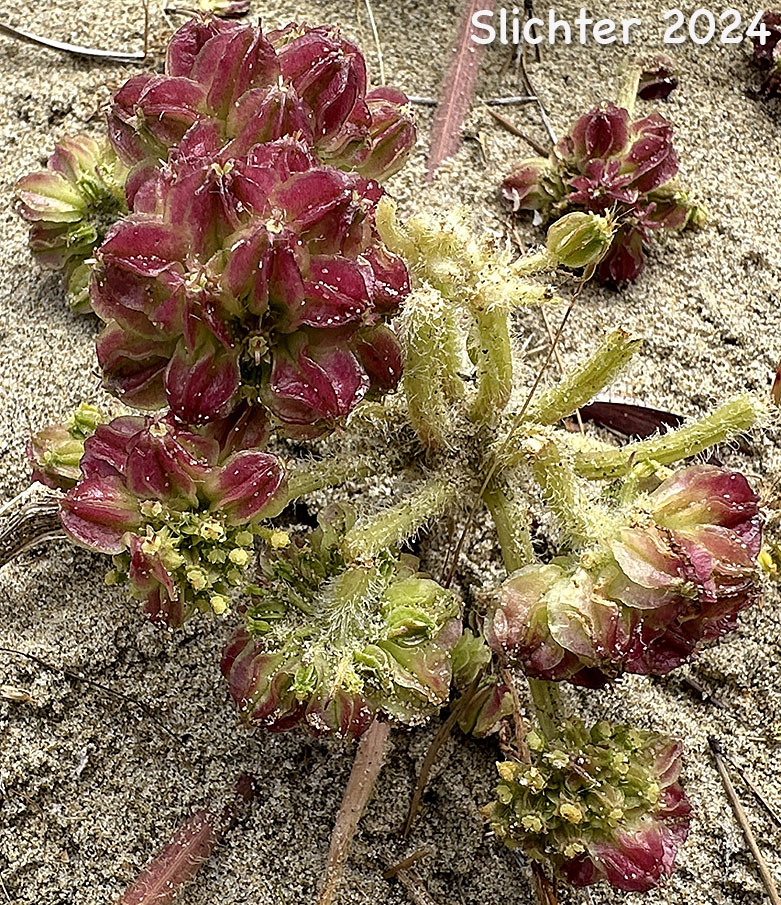 Maturing fruits of American Glehnia, American Silvertop, Beach Silvertop: Glehnia littoralis ssp. leiocarpa (Synonyms: Cymopterus littoralis, Glehnia littoralis ssp. leiocarpa, Glehnia littoralis var. leiocarpa)