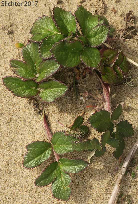 American Glehnia, American Silvertop, Beach Silvertop: Glehnia littoralis ssp. leiocarpa (Synonyms: Cymopterus littoralis, Glehnia littoralis ssp. leiocarpa, Glehnia littoralis var. leiocarpa)