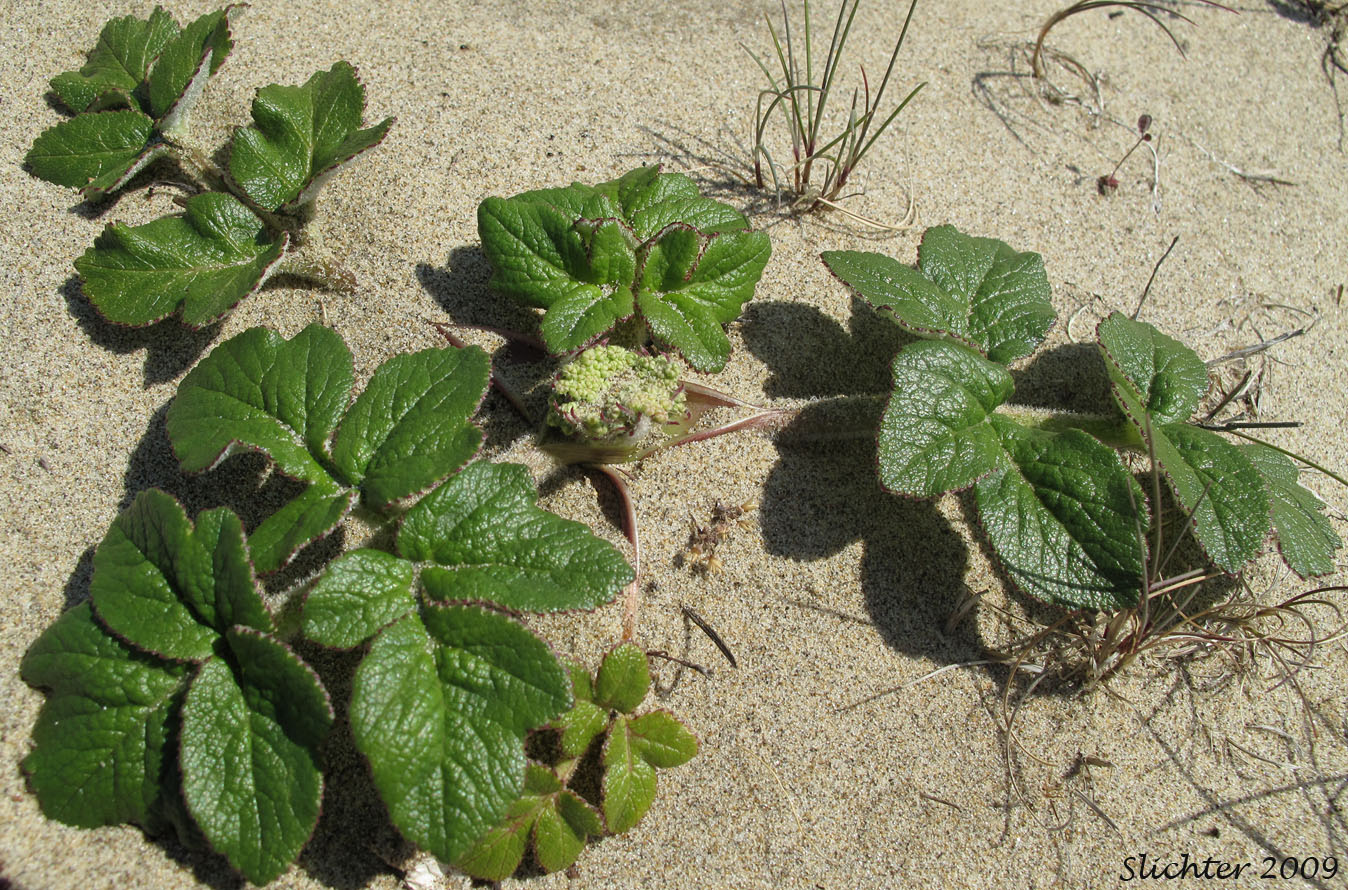 American Glehnia, American Silvertop, Beach Silvertop: Glehnia littoralis ssp. leiocarpa (Synonyms: Cymopterus littoralis, Glehnia littoralis ssp. leiocarpa, Glehnia littoralis var. leiocarpa)