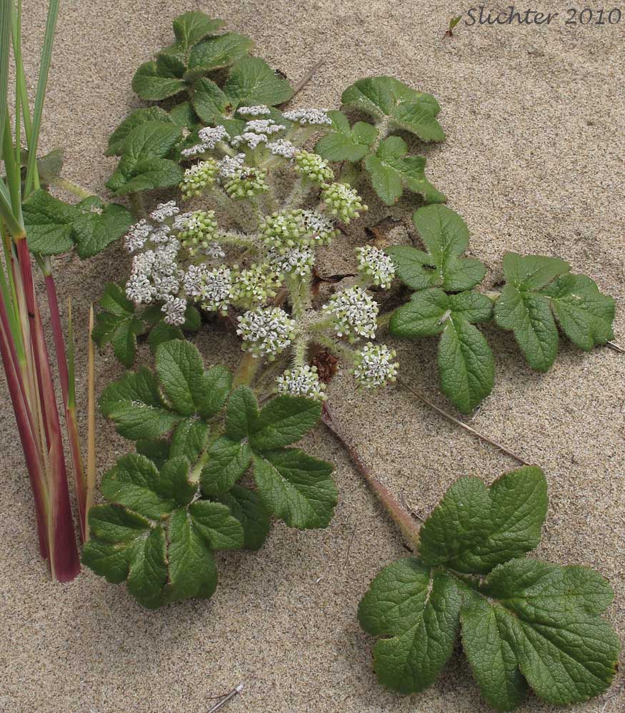 American Glehnia, American Silvertop, Beach Silvertop: Glehnia littoralis ssp. leiocarpa (Synonyms: Cymopterus littoralis, Glehnia littoralis ssp. leiocarpa, Glehnia littoralis var. leiocarpa)