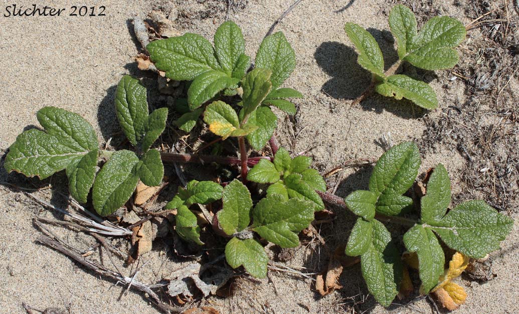 American Glehnia, American Silvertop, Beach Silvertop: Glehnia littoralis ssp. leiocarpa (Synonyms: Cymopterus littoralis, Glehnia littoralis ssp. leiocarpa, Glehnia littoralis var. leiocarpa)