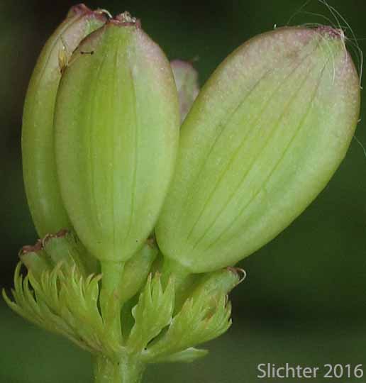 Fruits and involucel bracts of Bradshaw's Biscuit-root, Bradshaw's Desert Parsley, Bradshaw's Desert-parsley, Bradshaw's Lomatium: Lomatium bradshawii (Synonym: Leptotaenia bradshawii)