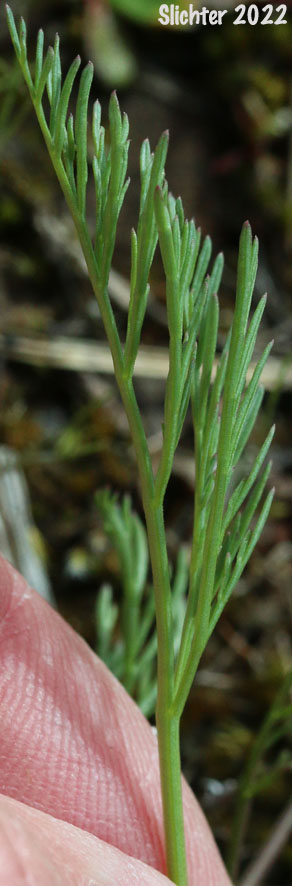 Agate Desert Parsley, Cook's Lomatium: Lomatium cookii