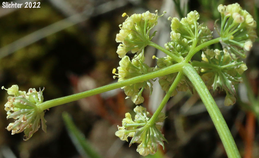 Agate Desert Parsley, Cook's Lomatium: Lomatium cookii