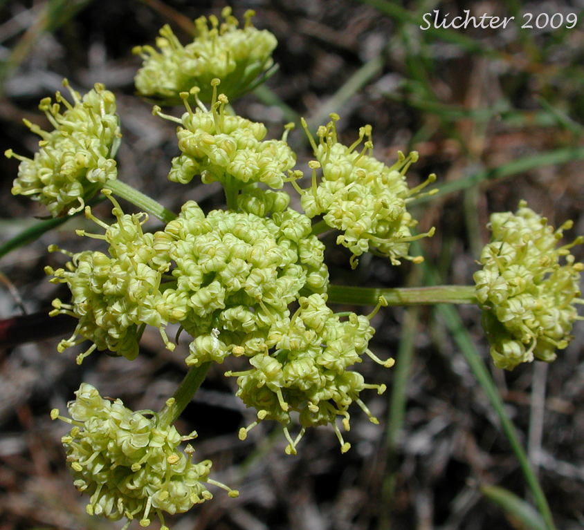 Umbel of Cook's Lomatium: Lomatium cookii