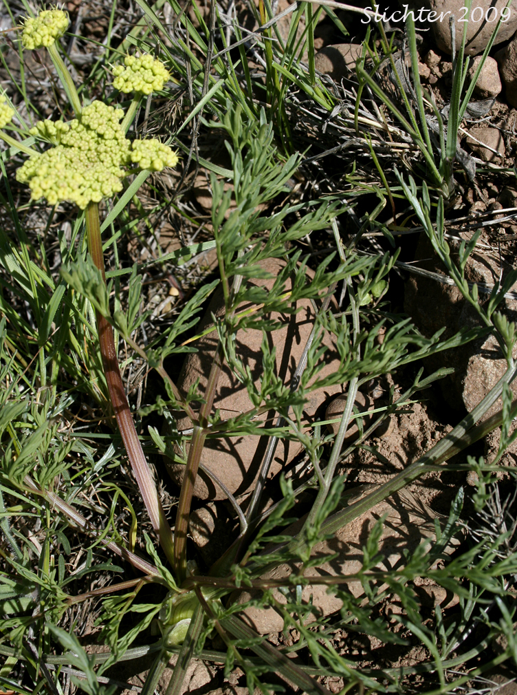 Cook's Lomatium: Lomatium cookii