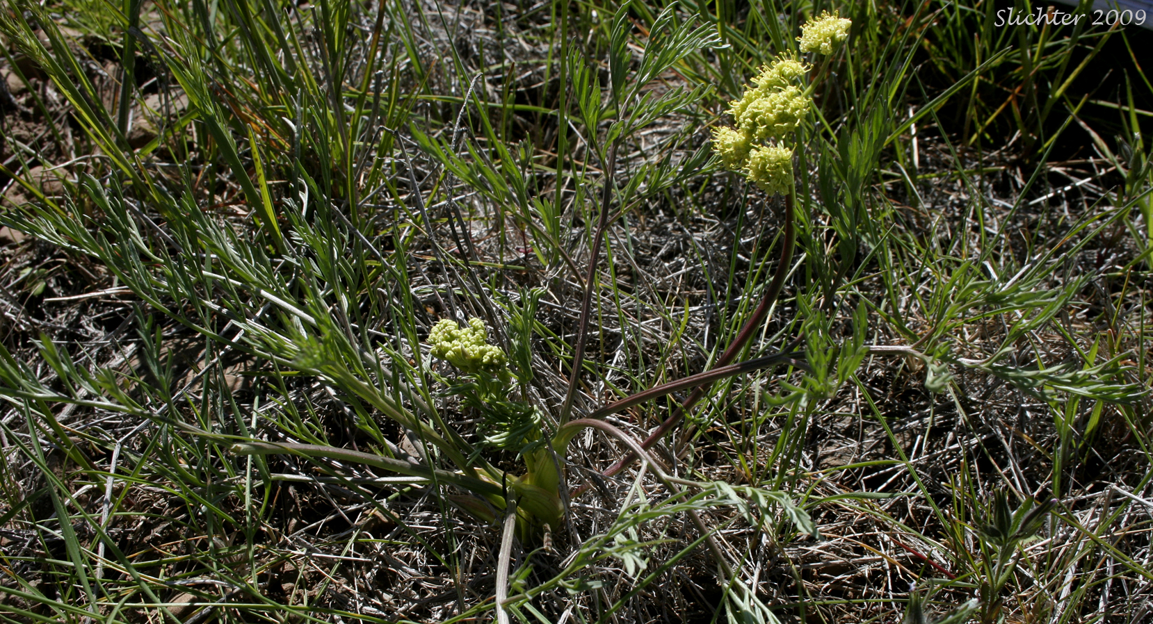 Cook's Lomatium: Lomatium cookii