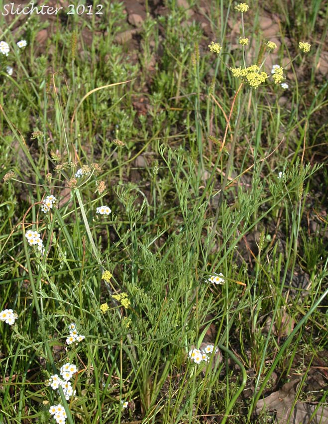 Agate Desert Parsley, Cook's Lomatium: Lomatium cookii