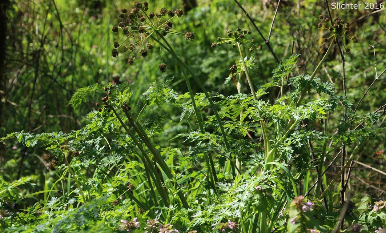 Fernleaf Lomatium, Fernleaf Desert Parsley, Fern-leaf Biscuitroot, Fern-leaved Desert-parsley: Lomatium dissectum var. dissectum (Synonyms: Leptotaenia dissecta, Leptotaenia foliosa var. dissecta, Lomatium dissectum)