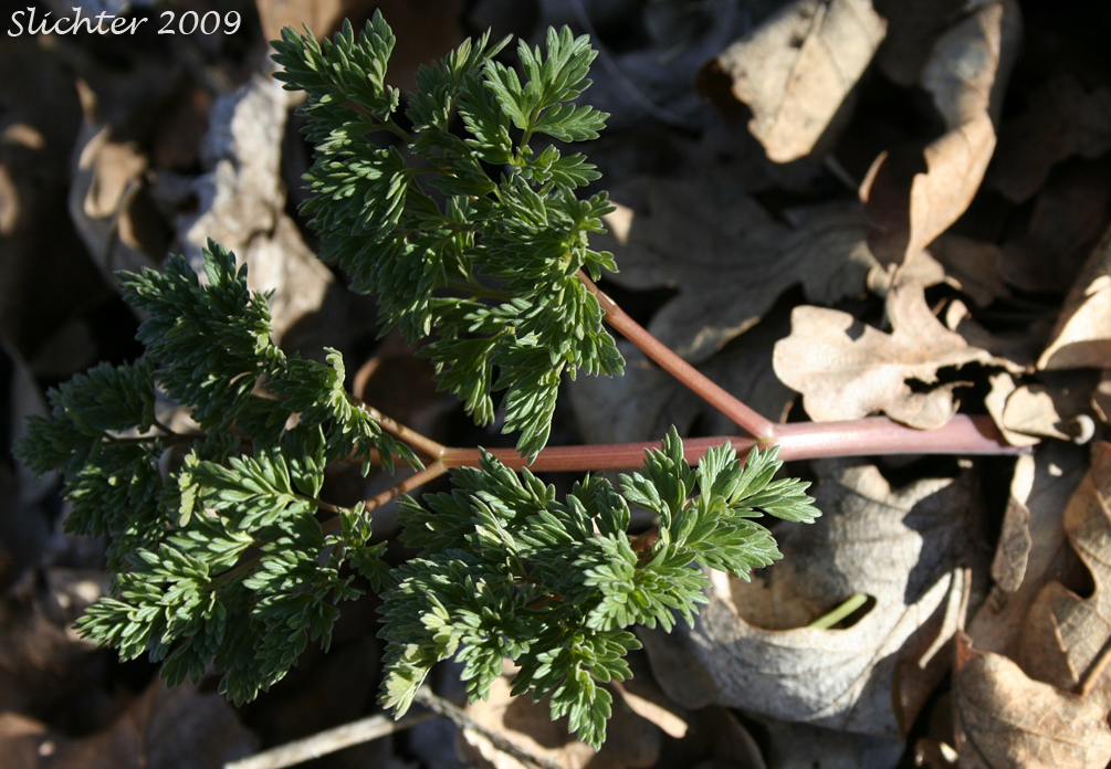 Fernleaf Lomatium, Fernleaf Desert Parsley, Fern-leaf Biscuitroot, Fern-leaved Desert-parsley: Lomatium dissectum var. dissectum (Synonyms: Leptotaenia dissecta, Leptotaenia foliosa var. dissecta, Lomatium dissectum)