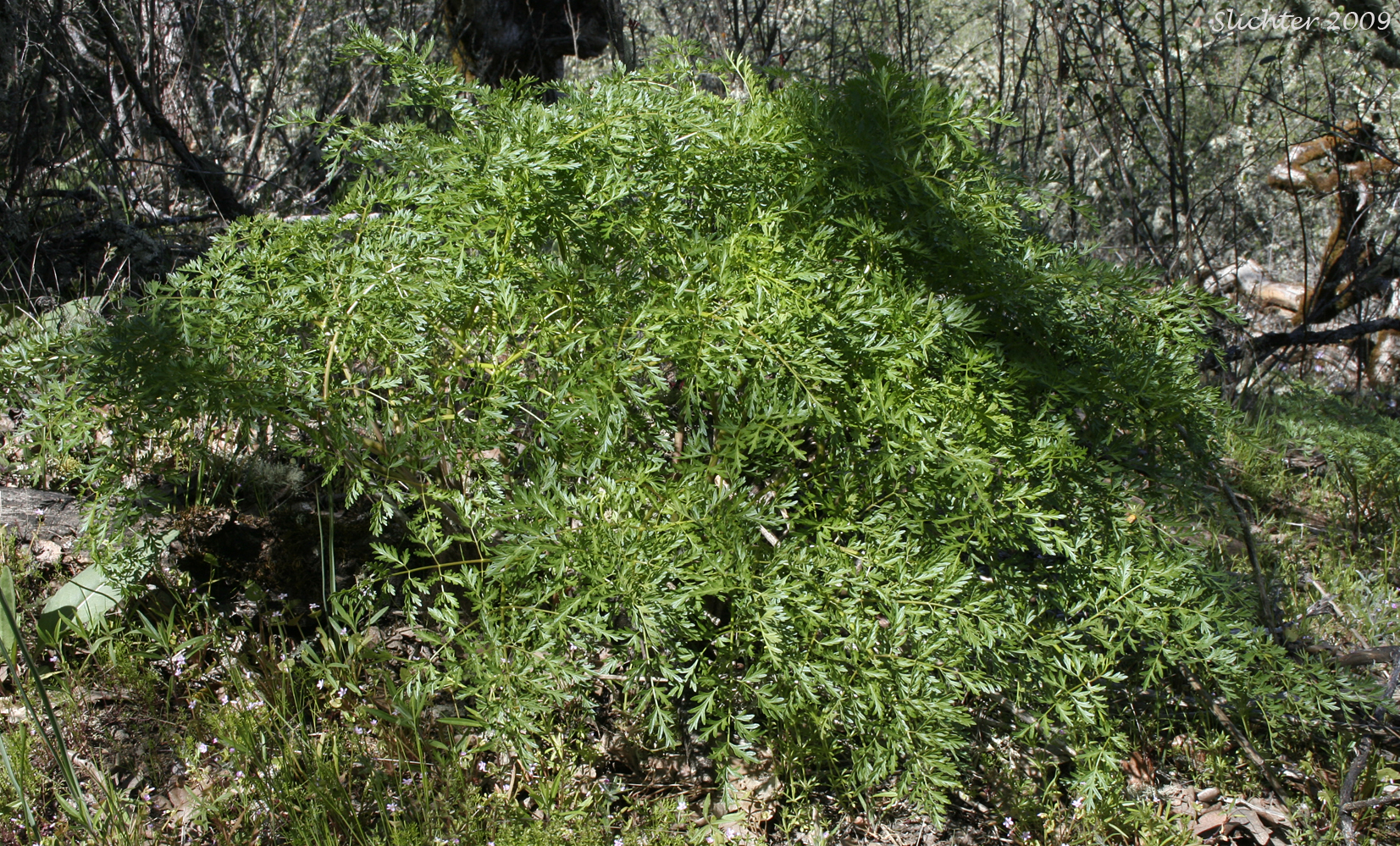 Carrotleaf Biscuit Root, Fernleaf Desert Parsley, Fern-leaved Biscuit-root, Fern-leaved Desert-parsley, Fern-leaved Lomatium: Lomatium dissectum var. multifidum (Synonyms: Leptotaenia multifida, Lomatium dissectum var. eatonii, Lomatium mutlifidum)