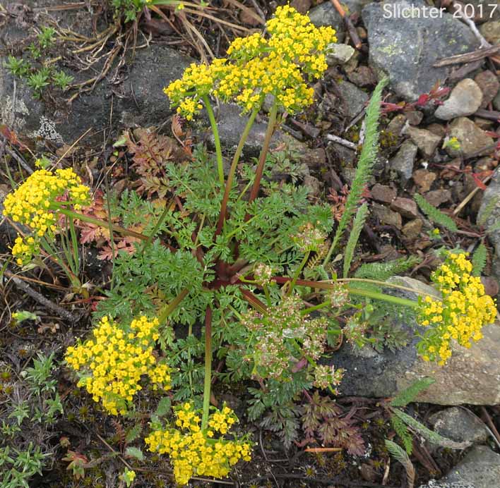 Canyon Desert Parsley, Hall's Biscuitroot, Hall's Lomatium: Lomatium hallii (Synonym: Lomatium nelsonianum)