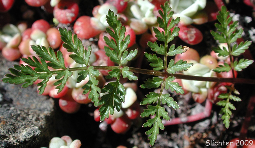 Leaf of Canyon Desert Parsley, Hall's Biscuitroot, Hall's Lomatium: Lomatium hallii (Synonym: Lomatium nelsonianum)
