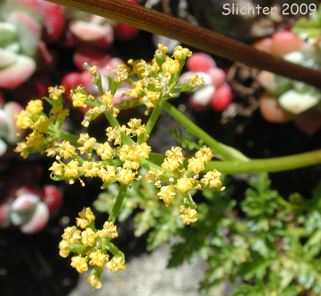 Canyon Desert Parsley, Hall's Biscuitroot, Hall's Lomatium: Lomatium hallii (Synonym: Lomatium nelsonianum)