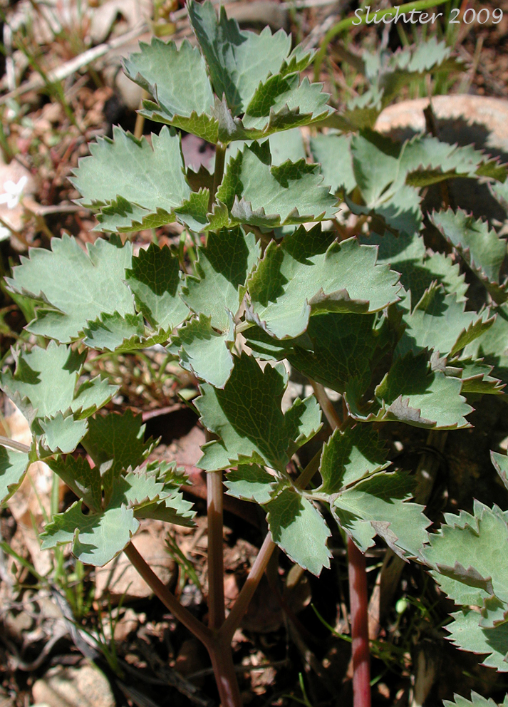 Leaves of Howell's Biscuitroot, Howell's Desert-parsley, Howell's Lomatium: Lomatium howellii
